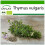SAFLAX  - Thymian - Thymus - 800 Samen - Mit Substrat 1