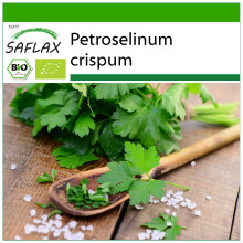 SAFLAX - BIO - Prezzemolo liscio - 600 semi - Con substrato - Petroselinum