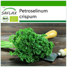 SAFLAX - BIO - Prezzemolo crespo - 800 semi - Con substrato - Petroselinum