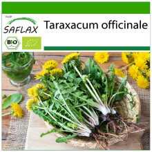 SAFLAX - Löwenzahn - Taraxacum - 400 Samen - Mit Substrat