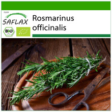 SAFLAX - Rosmarin - Rosmarinus - 40 Samen - Mit Substrat