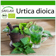 SAFLAX - Brennnessel - Urtica - 2000 Samen - Mit Substrat