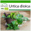 SAFLAX - BIO - Ortica - 2000 semi - Con substrato - Urtica 1