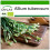 SAFLAX  - Schnittknoblauch - Allium - 100 Samen - Mit Substrat 1