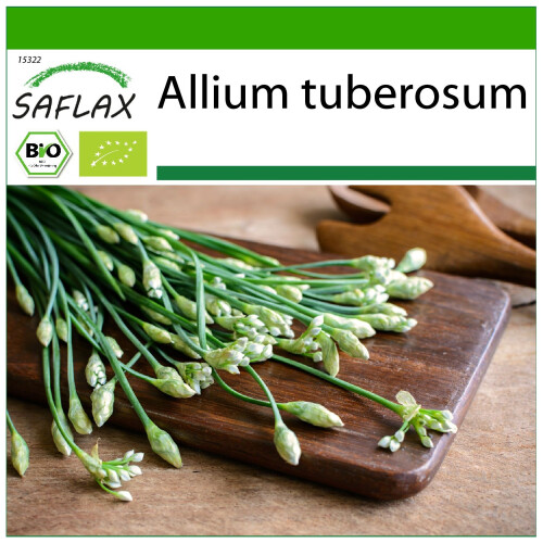 SAFLAX  - Schnittknoblauch - Allium - 100 Samen - Mit Substrat