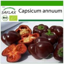 SAFLAX - BIO - Peperone - Sweet Chocolate - 10 semi - Con substrato - Capsicum