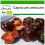 SAFLAX  - Paprika – Chocolate - Capsicum - 10 Samen - Mit Substrat 1