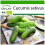 SAFLAX  - BIO - Concombre - Vorgebirgstraube  - 15 graines - Avec substrat - Cucumis 1