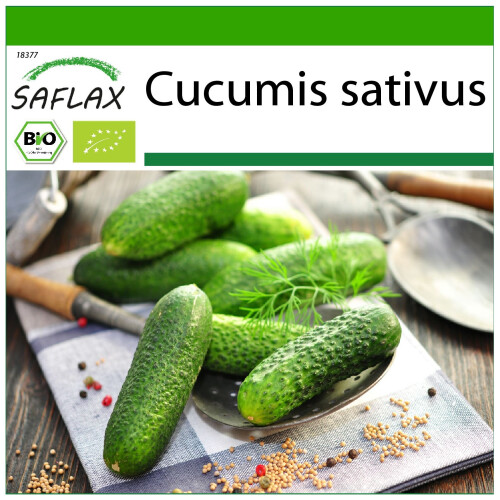 SAFLAX  - BIO - Concombre - Vorgebirgstraube  - 15 graines - Avec substrat - Cucumis