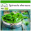 SAFLAX  - Spinat - Winterriese - Spinacia - 250 Samen - Mit Substrat 1