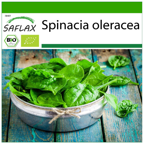 SAFLAX  - Spinat - Winterriese - Spinacia - 250 Samen - Mit Substrat