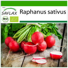 SAFLAX - BIO - Ravanello - Cherry Bell - 100 semi - Con substrato - Raphanus