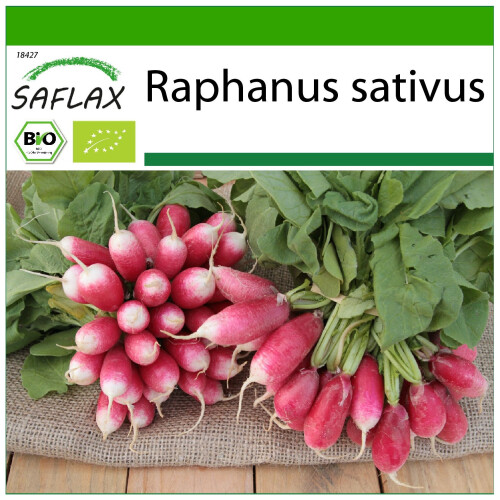 SAFLAX  - Radieschen - French Breakfast - Raphanus - 150 Samen - Mit Substrat