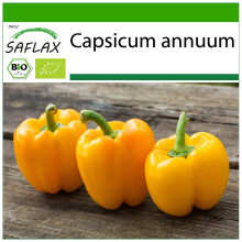 SAFLAX - BIO - Peperone - Golden California Wonder - 20 semi - Con substrato - Capsicum