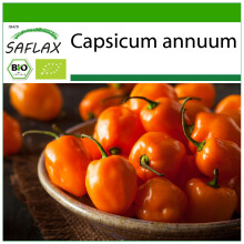 SAFLAX - BIO - Peperoncino - Habanero Orang - 20 semi - Con substrato - Capsicum