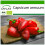 SAFLAX  - BIO - Piment - Barak - 15 graines - Avec substrat - Capsicum 1