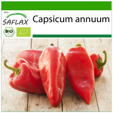 SAFLAX - BIO - Peperone - Long Red Marconi - 20 semi - Con substrato - Capsicum