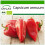 SAFLAX  - Paprika – Marconi - Capsicum - 20 Samen - Mit Substrat 1