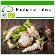 SAFLAX - BIO - Ravanello - Candela di ghiaccio - 100 semi - Con substrato - Raphanus