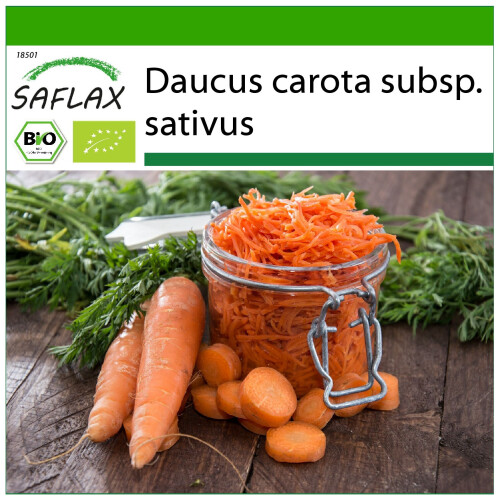 SAFLAX  - Möhren - Herbstkönig - Daucus - 1000 Samen - Mit Substrat
