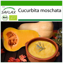 SAFLAX - BIO - Zucca - Butternut - 6 semi - Con substrato - Cucurbita