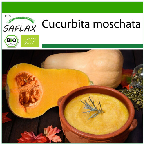 SAFLAX  - BIO - Courge - Butternut - 6 graines - Avec substrat - Cucurbita