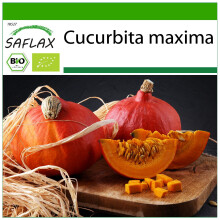 SAFLAX - BIO - Zucca - Hokkaido - 5 semi - Con substrato - Cucurbita