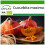 SAFLAX  - Kürbis - Hokkaido - Cucurbita - 5 Samen - Mit Substrat 1