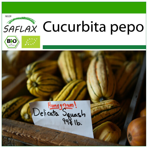 SAFLAX  - BIO - Courge - Delicata - 6 graines - Avec substrat - Cucurbita