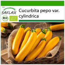 SAFLAX - BIO - Zucchina - Gold Rush - 5 semi - Con substrato - Cucurbita