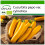 SAFLAX  - Ziucchini - Gold Rush - Cucurbita - 5 Samen - Mit Substrat 1