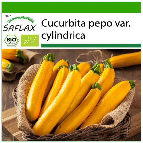 SAFLAX  - Ziucchini - Gold Rush - Cucurbita - 5 Samen - Mit Substrat