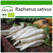 SAFLAX - BIO - Ravanello - Daikon giapponese - 100 semi - Con substrato - Raphanus