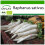 SAFLAX  - Rettich – Daikon - Raphanus - 100 Samen - Mit Substrat 1