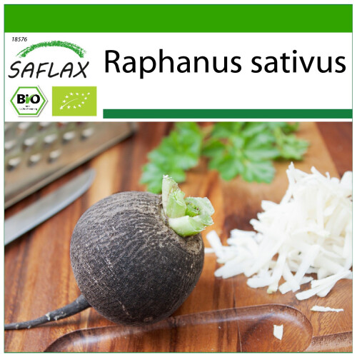 SAFLAX  - Rettich - Schwarzer - Raphanus - 100 Samen - Mit Substrat