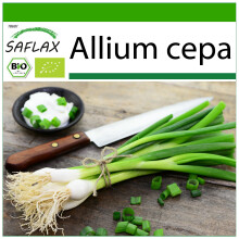 SAFLAX - BIO - Cipollina - Cipolla Bianca di Lisbona - 150 semi - Con substrato - Allium