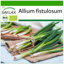 SAFLAX - BIO - Cipollina - Ishikura giapponese - 150 semi - Con substrato - Allium