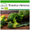 SAFLAX  - Broccoli - Calabrese - Brassica - 100 Samen - Mit Substrat 1