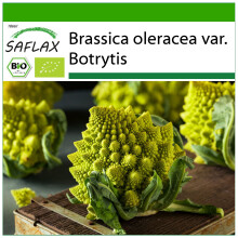 SAFLAX - BIO - Cavolfiore - Romanesco - 50 semi - Con substrato - Brassica