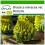 SAFLAX  - Blumenkohl - Romanesco - Brassica - 50 Samen - Mit Substrat 1