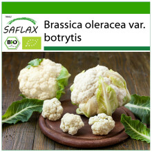 SAFLAX - BIO - Cavolfiore - Palla di neve - 70 semi - Con substrato - Brassica