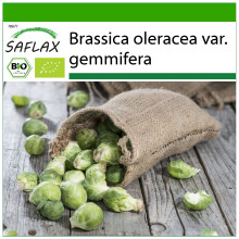 SAFLAX - BIO - Cavoletti di Bruxelles - Groninger - 30 semi - Con substrato - Brassica