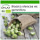 SAFLAX  - Rosenkohl - Groninger - Brassica - 30 Samen - Mit Substrat 1