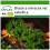 SAFLAX  - Grünkohl – Winter - Brassica - 70 Samen - Mit Substrat 1