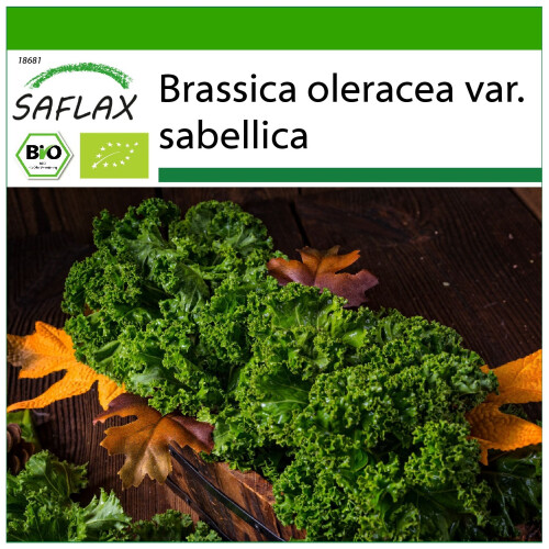 SAFLAX  - Grünkohl – Winter - Brassica - 70 Samen - Mit Substrat