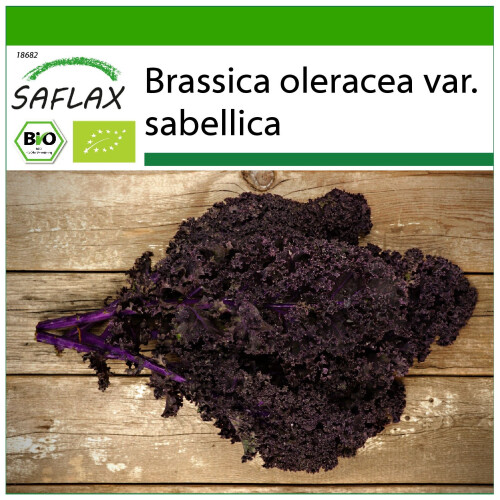 SAFLAX  - Grünkohl – Roter - Brassica - 50 Samen - Mit Substrat