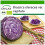 SAFLAX  - Rotkohl – Drumhead - Brassica - 250 Samen - Mit Substrat 1