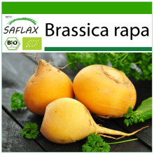 SAFLAX - BIO - Cavolo rapa - Goldana - 500 semi - Con substrato - Brassica