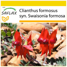 SAFLAX Anzucht Set - Papageischnabel - Clianthus - 20 Samen