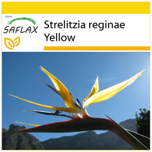 SAFLAX Anzucht Set - Gelbe Strelitzie - Mandela - Strelitzia - 4 Samen